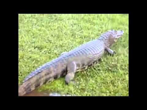 MC'S CHINA E POKE - TRAFICO DE ANIMAIS - CLIP OFICIAL