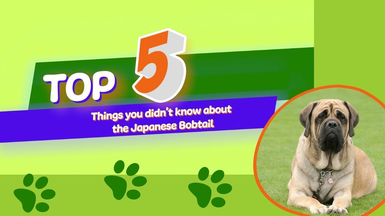 5 Things You Didn't Know About The English Mastiff