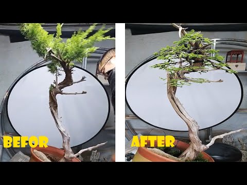How to bend and prune great bonsai - A guide for beginners to bonsai #3