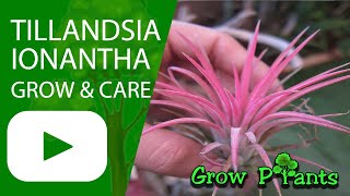 Tillandsia ionantha - grow & care (Air plant)