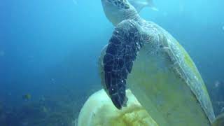 Tortugas comiendo medusa gigante