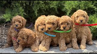Video preview image #1 Goldendoodle (Miniature) Puppy For Sale in KINZERS, PA, USA