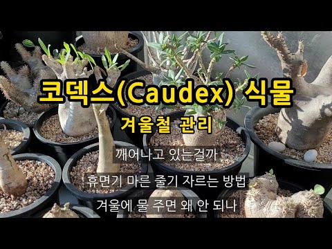 , title : '특이하게 자라는 괴근(Caudex)식물의 겨울철 관리, Cultivation in winter, 다육 식물, 아프리카 식물, 파키포디움, 괴근 식물, 재미있는 식물, 코덱스'