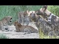 WILD DOGS Mating And A LEOPARD Family Reunion