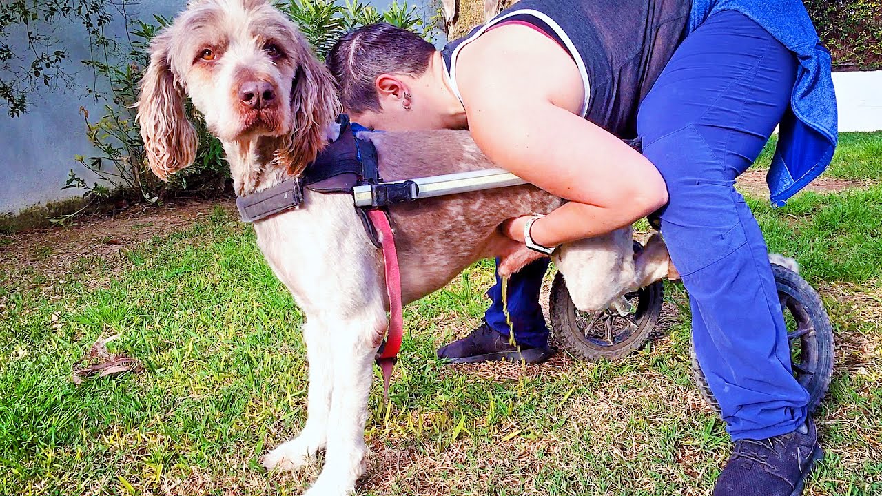 Watch ¿ Como cuidar de un perro en silla de ruedas Now ¿ Como cuidar de un perro en silla de ruedas