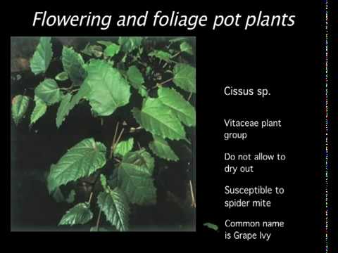 , title : 'Floristry Level 3. Flowering, foliage and pot plants DVD pt1