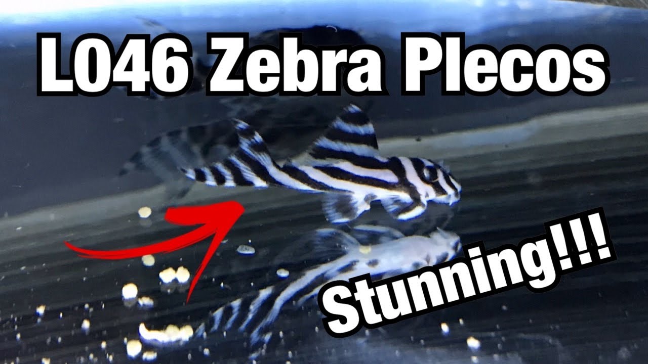 My New L046 Zebra Plecos