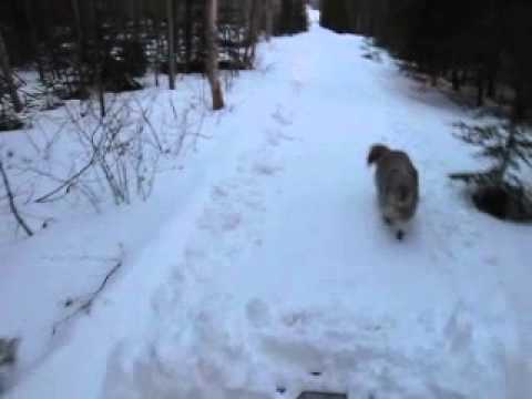 06-02-2016 Horse-pulled trail scraper 2