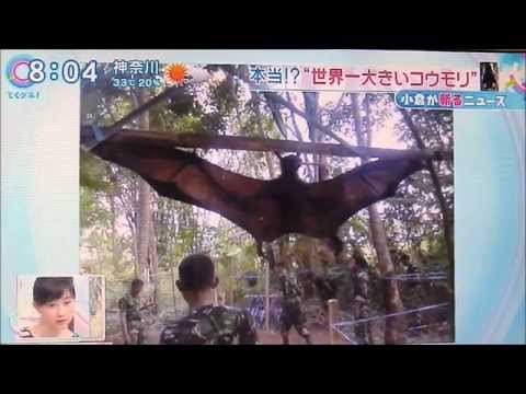 世界最大のオオコウモリのコロニー