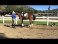 Bailador Piaffe: Update 1