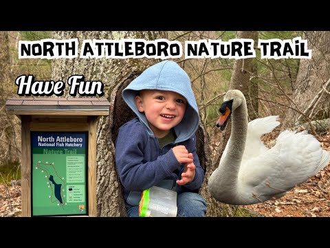 North Attleboro Nature Trail at The Fish Hatchery - Hissing Mute Swan