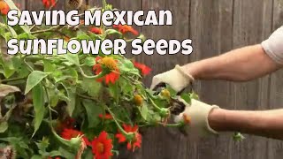 How To Save Mexican Sunflower Seeds The Easy Way