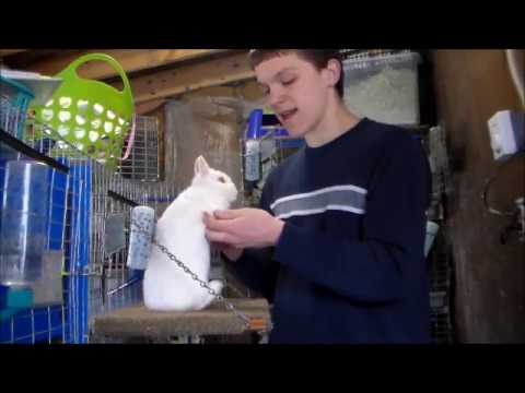 Video 1 Introducing the Varities of a Netherland Dwarf Rabbit