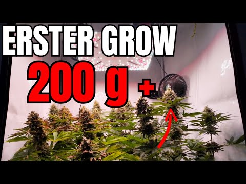 ANFÄNGER ERNTET 200g+ BEI SEINEM ERSTEN HOMEGROW / Kompletter Homegrow von Anzucht bis Ernte