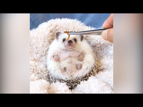 Video of cute hedgehog chomping a mealworm goes viral