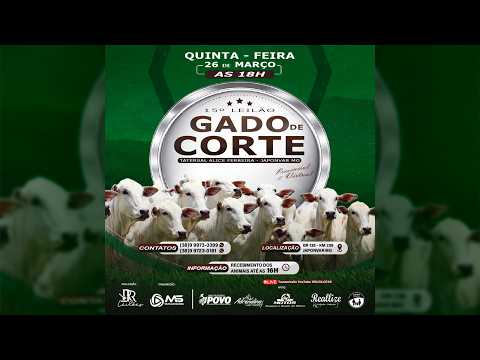 Leilão de Gado  -  15º Leilão Gado de Corte  RR Leilões