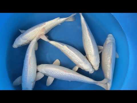 JKS 01 Sakazume 2Sai platina 40-45 cm