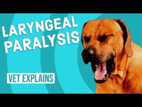 My Dog Is Gagging And Not Throwing Up: 6 Possible Causes