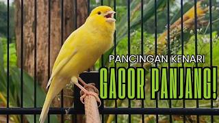 Download lagu Cukup 5 Menit! Suara Pancingan Kenari Ngerol Panjang Ampuh Atasi Kenari Diam Cepat Gacor & Emos!! mp3