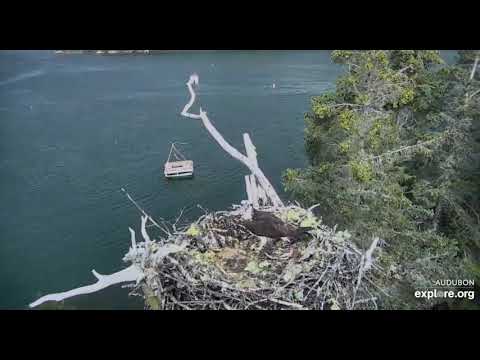 Hunker down! Take cover! - Hog Island Osprey Nest 2019 07 06