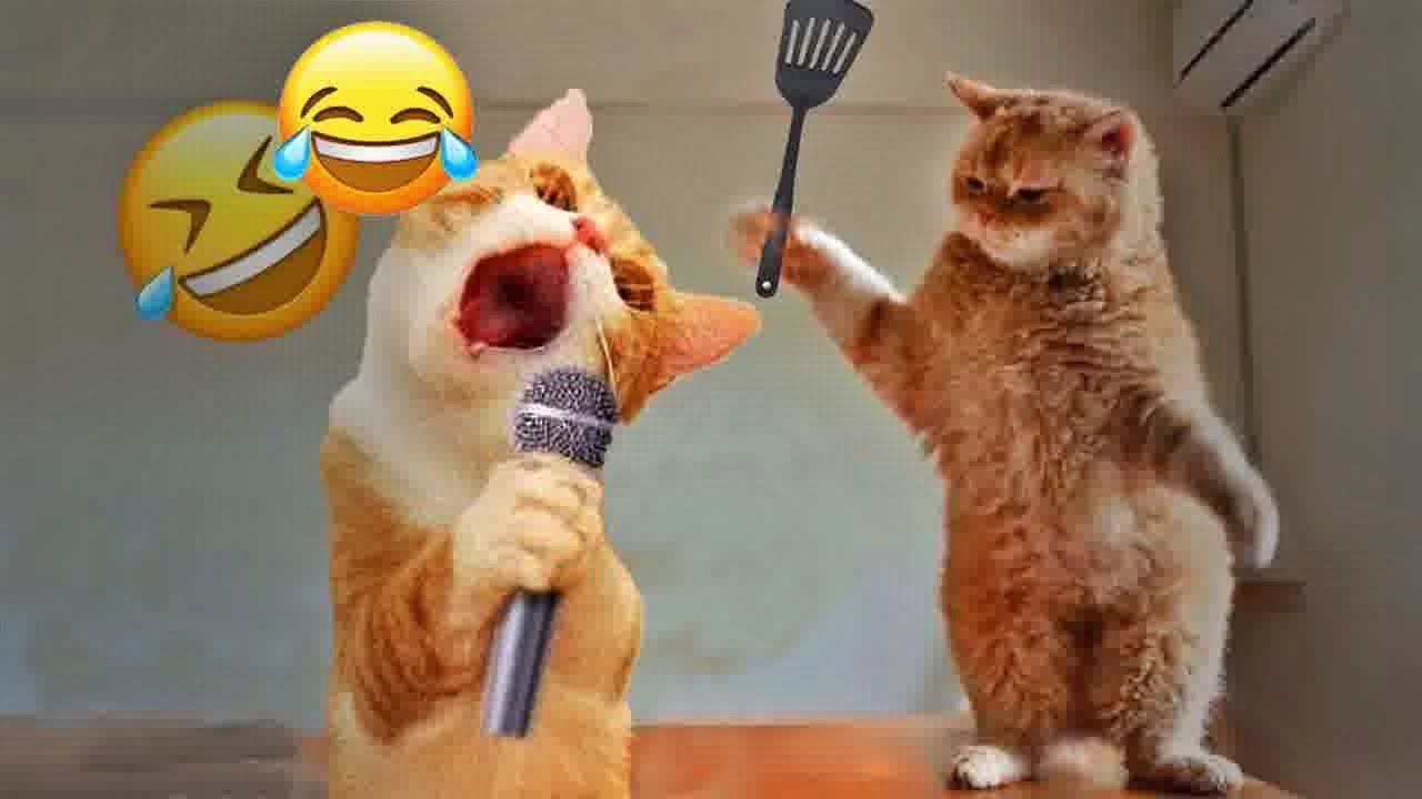 You Laugh You Lose😜Funniest Dogs and Cats 2025😿🐶