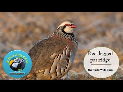 🐦 All About the Red-Legged Partridge | Facts, Habitat & Behavior!