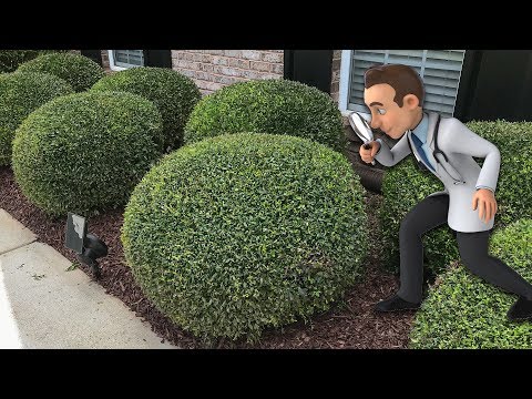 download lagu mp3 mp4 How To Shape Shrubs Round, download lagu How To Shape Shrubs Round gratis, unduh video klip How To Shape Shrubs Round