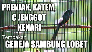 Download lagu Murai Batu Gacor Full Isian Tembakan Mewah Gereja Sambung Lovebird Kenari Kapas Tembak Prenjak Dll mp3