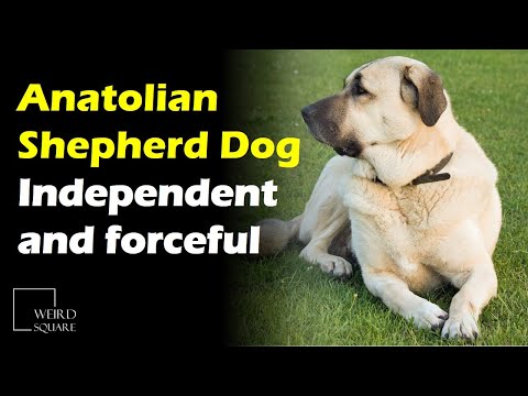 Anatolian shepherd dogs, as the name suggests, originates in Kangal region of Sivas