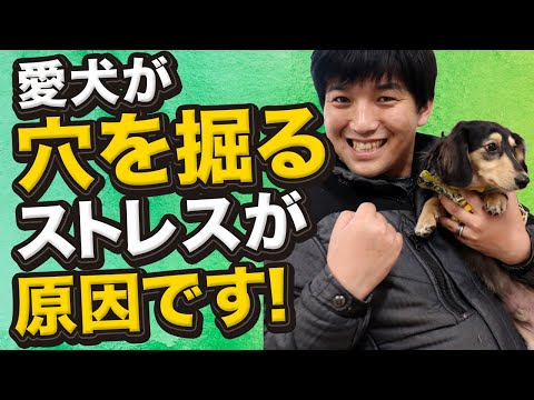 犬が庭を掘るのをやめさせる方法