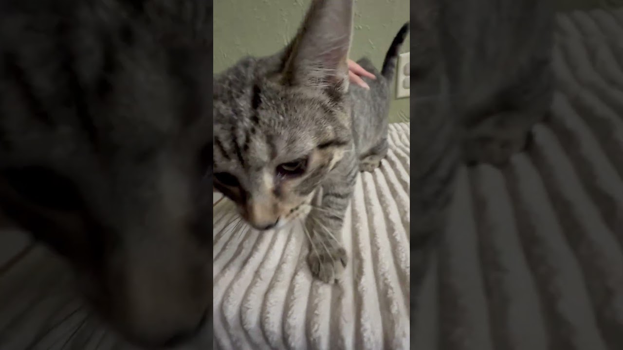 Mackenzie - affectionate cuddly little baby girl, a ADOPTABLE Tabby in Neenah, WI video 6/6