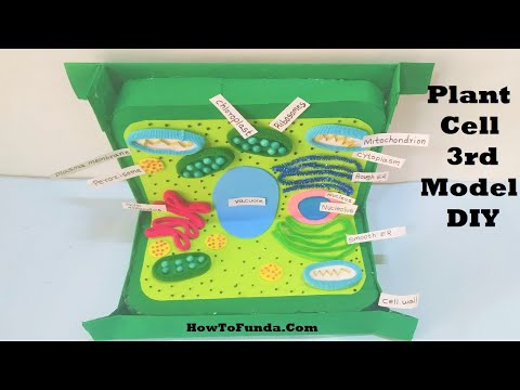 Animal Cell Model 3D model making using cardboard and paper howtofunda still model