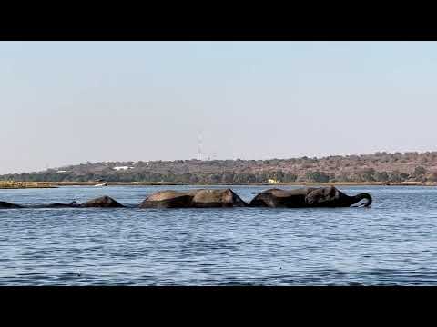 Epic herd of elephants while crossing the Chobe River with their young ones!