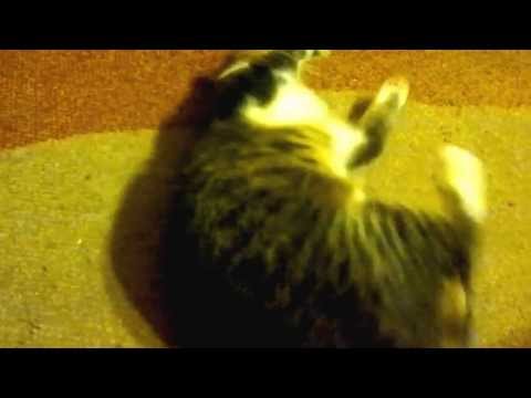 Valeriana officinalis.mp4