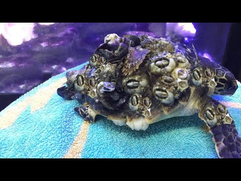 A Kind Heart Restores a Sea Turtle’s Freedom from Numerous Barnacles