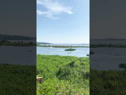 #costanera #garupa #misiones #argentina #rioparaná #nature #viagem #natureza #wildlife #travel