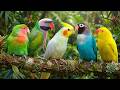 MOST AMAZING PARAKEETS RELAXING HEALING BIRD SOUNDS STRESS RELIEF BEAUTIFUL NATURE SOUNDS