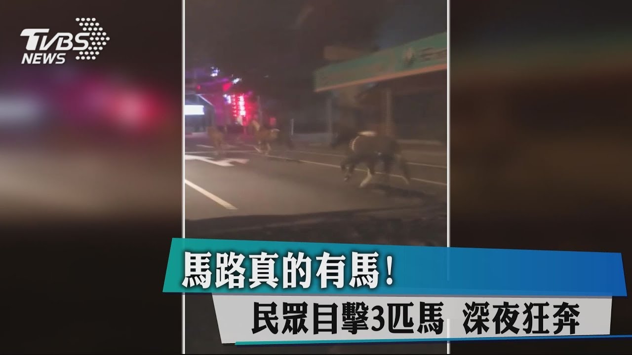 馬路真的有馬! 民眾目擊3匹馬深夜狂奔