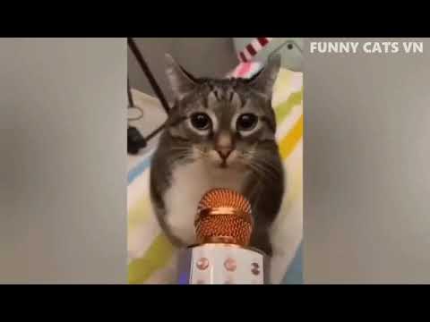 Funniest Cats Videos/Funny Cats VN/Keziah Claire Pascual