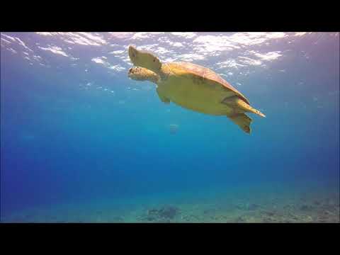Domokos Tony - Vakáció 🤩👨🏻‍🏫 👩🏻‍🏫🙋🏻‍♂️ 🙋🏻‍♀️🎤 🎧🏖🚤♻️