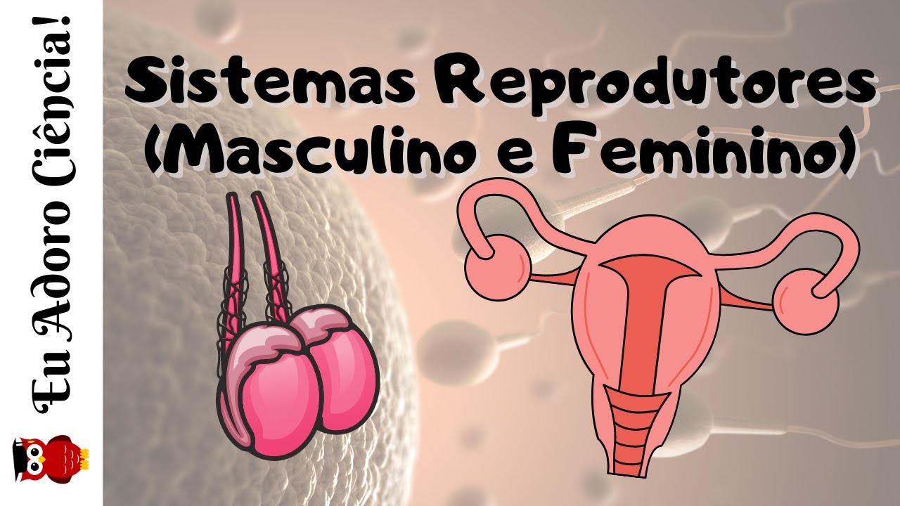 Sistemas Reprodutores Masculino e Feminino