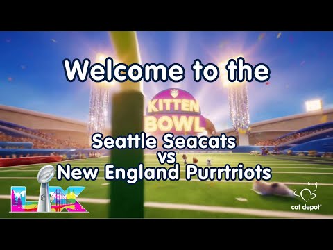 The 6th Annual Cat Depot Kitten Bowl 🏈🐾 | 2026 Super Bowl Sunday’s Cutest Meow Match