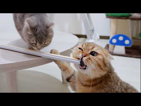 YouTube 썸네일