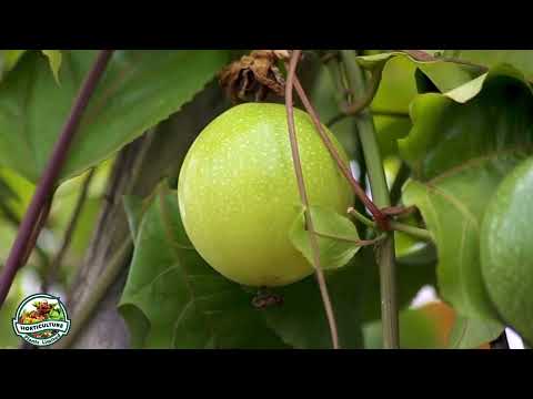 , title : 'Kilimo cha zao la Passion (Passion fruits). Mboga na Matunda'