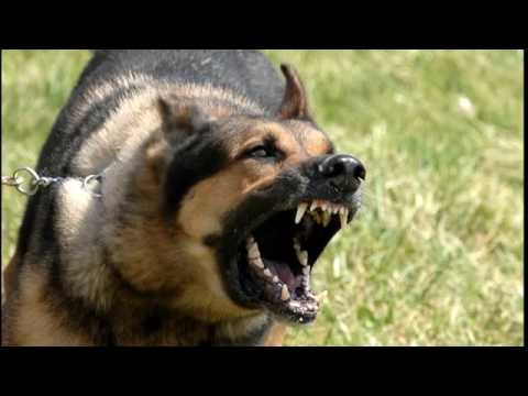 Videos to Scare Your Cat - Prank