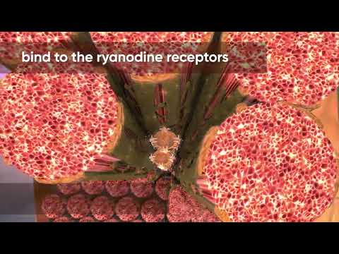 Lumiposa Short vrs OSR VO