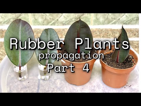 , title : 'Rubber Plant or Ficus Elastica Care | Propagation | Indoor Plants'