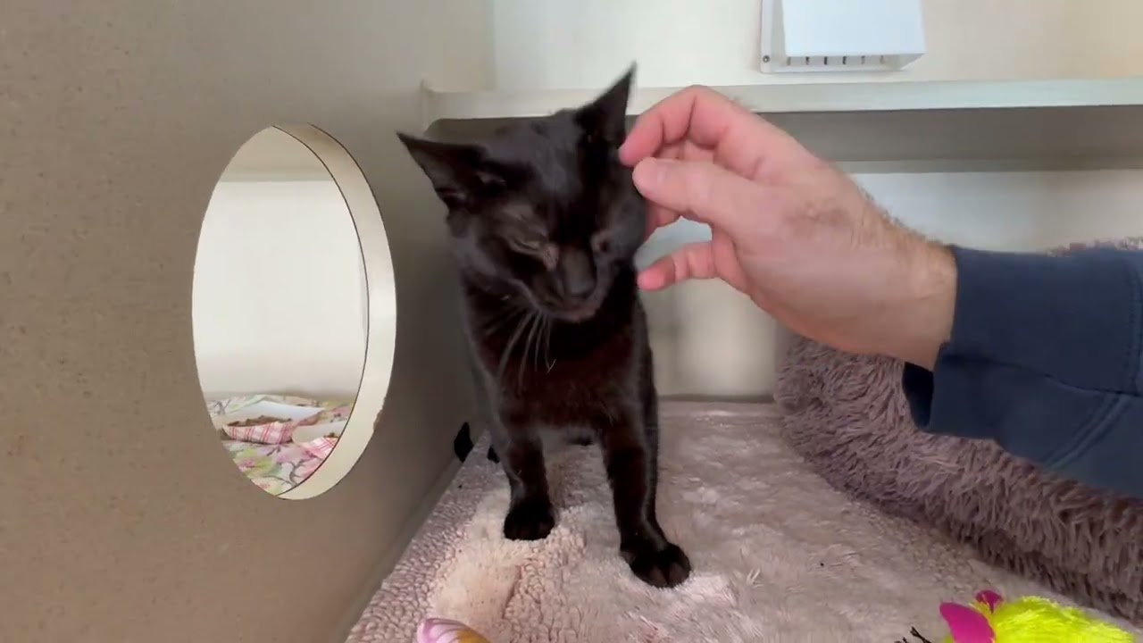 Enlarge Sharpei, a ADOPTABLE Domestic Short Hair in Eatontown, NJ video 2/6