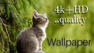 4k+hd  ...Quality wallpapers😍/ 4k wallpaper for android/ hd wallpaper 4k/ hd wallpaper /wallpaper