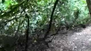 The woodentops 2006 practise and secret gig (complete)